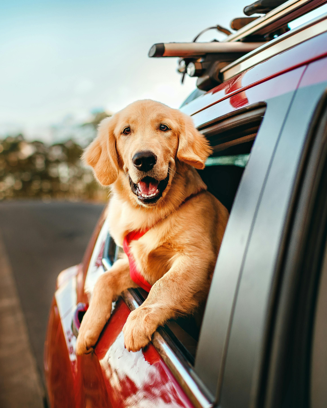 Pet Voyage